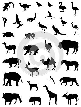 Wild animals silhouette - undomesticated animal species