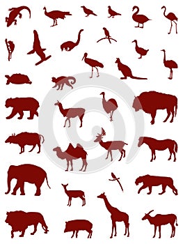 Wild animals silhouette - undomesticated animal species