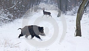 Wild animals on snow