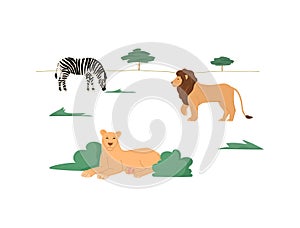 Wild animals in their habitat - zebra, lion and lioness in african safari or savanna, flat vector illustration on white.