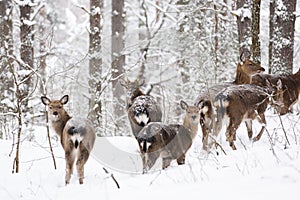 Wild animals in their natural habitat. Spotted Cervus deer family in deep snow in winter forest