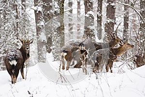 Wild animals in their natural habitat. Spotted Cervus deer family in snowy winter forest