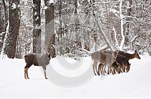 Wild animals in their natural habitat. Spotted deer family foraging in winter forest