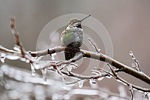 Wild annas hummingbird on ice coated banch in winter