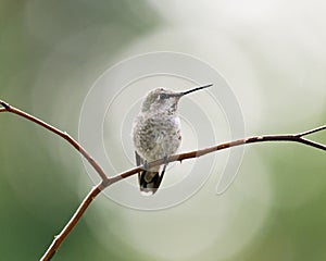Wild Annas hummingbird on perch with green bokeh background