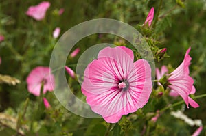 Wild Annual Mallow flowers - Lavatera trimestris