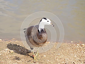 Wild Ansar on the shore by the lake