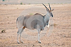 Wild antelope