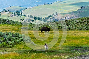 Wild life in Yellowstone