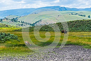 Wild life in Yellowstone