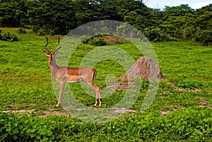 Wild antelope impala male (South Africa)