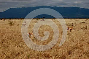 Wild antelope on the safari