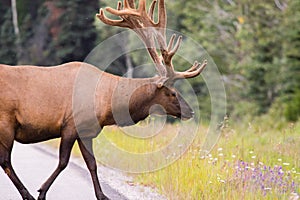 Wild Antlered bull Elk or Wapiti & x28;Cervus canadensis& x29; grazing, crossing the road in Banff National Park Alberta Canada