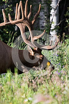 Wild Antlered bull Elk or Wapiti (Cervus canadensis) grazing Banff National Park Alberta Canada