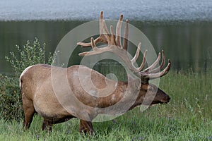 Wild Antlered bull Elk or Wapiti (Cervus canadensis) grazing Banff National Park Alberta Canada