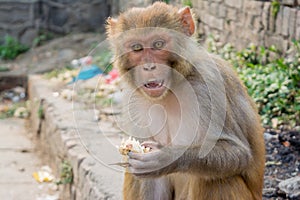 Wild ape eating at the hindu temple