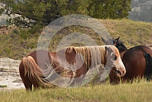 Wild Appaloosa Horse Swishing His Tail in North Dakota