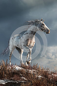 Wild Appaloosa in Winter