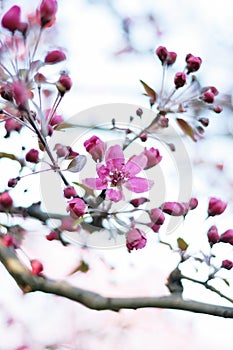 Wild apple blossom