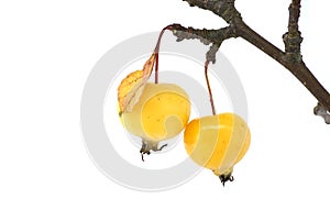 Wild apple or European crab apple over white background