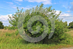 Wild apple tree