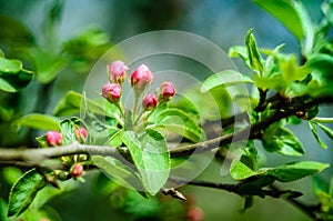 Wild apple tree in bloom