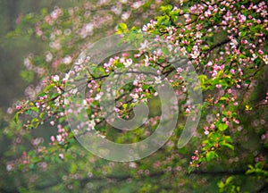 Wild apple tree blooming in spring