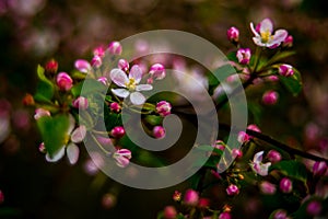 Wild apple tree blooming in spring