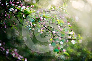 Wild apple tree blooming in spring