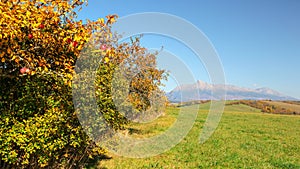 Wild apple tree next to green grass field, mount Krivan Slovak symbol with clear sky in distance on sunny autumn day