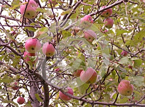 Wild Apple Tree