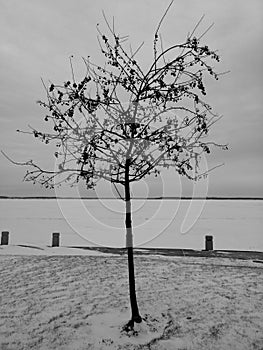 Wild apple tree with small fruits and snow winter background with a frozen lake