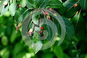 Wild apple tree in summer