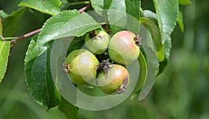 Wild apples