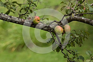 Wild apples on the branch of an old tree in late summer