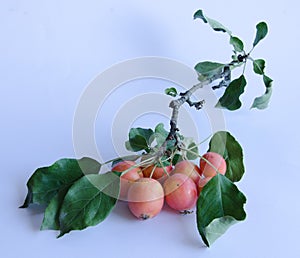 Wild apples on a branch on white background