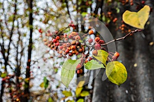 Wild apples crab apples on the tree