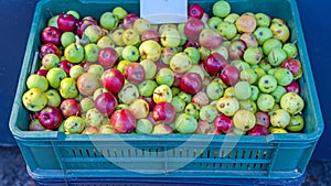 Wild Apples Crate