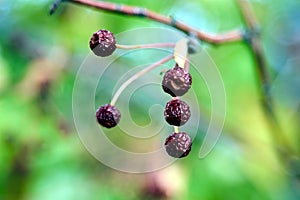 Wild apples after exposure to frost in early autumn