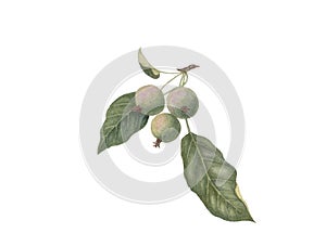 Wild apples. Watercolor illustration isolated on white background