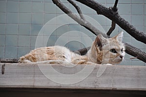 Wild Arabian Sand cat