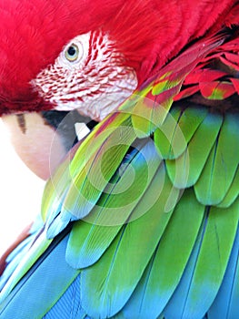 Wild Arara (parrot) photo