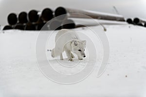 Wild arctic fox with plastic on his neck in winter tundra