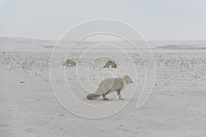 Wild arctic fox with plastic on his neck in winter tundra