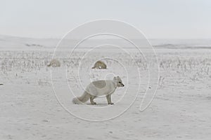 Wild arctic fox with plastic on his neck in winter tundra