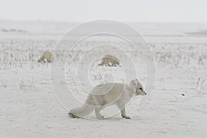 Wild arctic fox with plastic on his neck in winter tundra