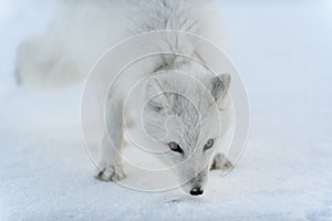 Wild arctic fox with plastic on his neck in winter tundra. Ecology problem. Plastic pollution