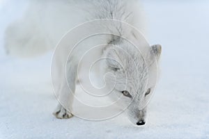 Wild arctic fox with plastic on his neck in winter tundra. Ecology problem. Plastic pollution