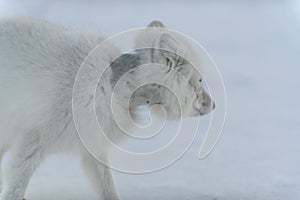 Wild arctic fox with plastic on his neck in winter tundra. Ecology problem. Plastic pollution