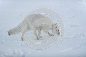 Wild arctic fox with plastic on his neck in winter tundra. Ecology problem. Plastic pollution